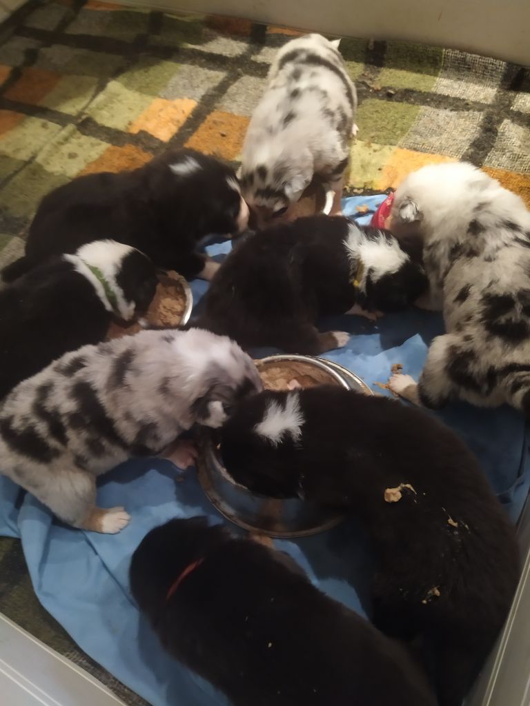 Des Minimax De Lilou - les bébés commencent à manger